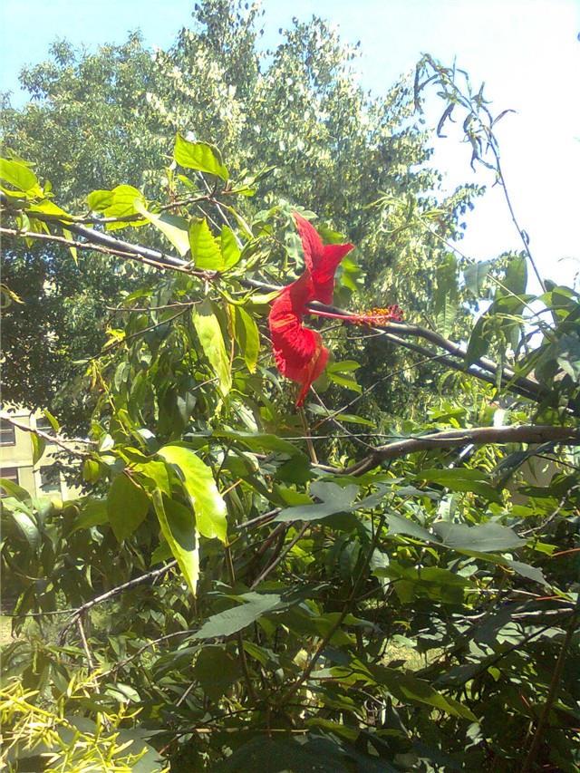 hibiskus u krošnji